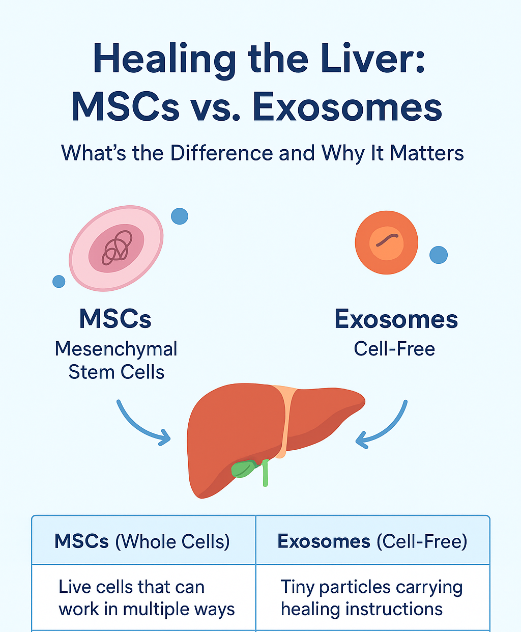 Healing the Liver: MSCs vs. Exosomes – What’s the Difference and Why It Matters